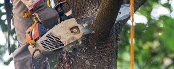 Best Firewood Processing and Delivery  in Mount Juliet, TN