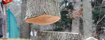 Best Tree and Shrub Care  in Mount Juliet, TN