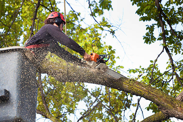 Best Soil Testing and Treatment  in Mount Juliet, TN
