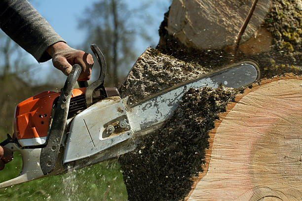 Best Tree Maintenance Programs  in Mount Juliet, TN